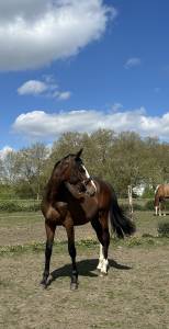 Poulain mâle 2 ans