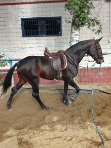 Yegua c.d.e 4 años orígenes de salto y montada