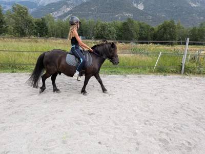 Gelding No Origin Recorded For sale 2016 Dark Bay
