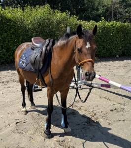 DOPPIA PONY 137 cm CURRICULUM FISE ottima per bambini 
