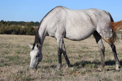 Broodmare anglo-arabian for sale 2018 grey
