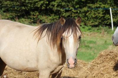 Entire Origin Recorded For entrust 2021 Buckskin
