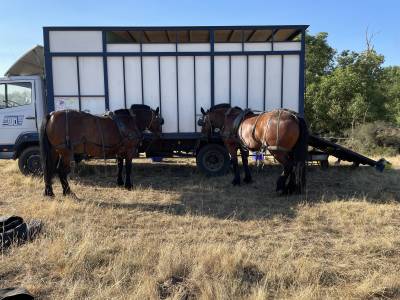 Camion bétaillère chevaux