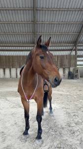 A vendre ~ nugget chavanais 