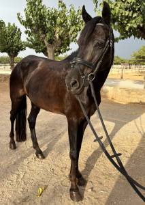Yegua poni d negra