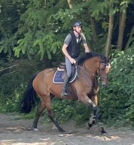 Jolie jument kwpn de 12 ans +-1m68