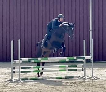 Superbe jument, BWP, 8 ans, +- 1m64