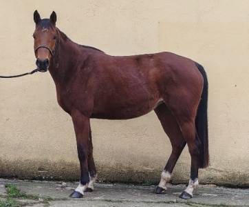 Madisone de molion, jument, 4 ans, bai; sf, toise 1.65