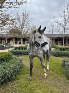Caballo de salto de 7 años con excelente proyeccion
