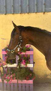 Night to you, hongre, 3 ans, bai; sf, toisera 1.65–1.68