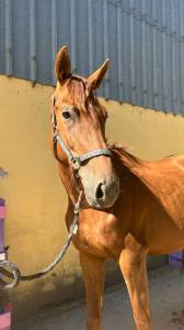 Nostradamus hongre, 3 ans, alezan brûlé, sf, toise 165