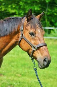Lot 2 hongres - loisirs, compétition, famille, club