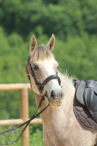 Merrie Andere pony rassen Te koop 2022 Schimmel