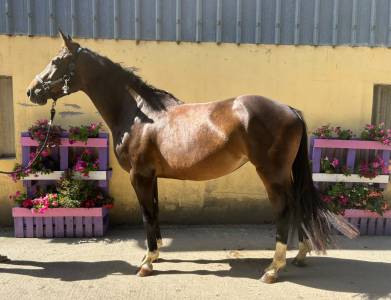 Nora de molion jument, 3 ans, bai , sf, toise1.65 