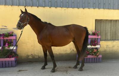 Naturano de molion hongre, 3 ans , bai ,  165