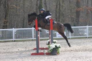 Ruin Franse rijpony PFS Te koop 2013 Donker bruin / bai ,  IOWA