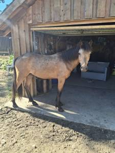 Entire Connemara For sale 2024 Buckskin