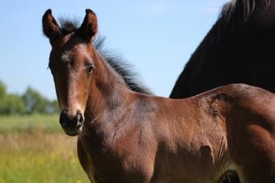 Veulen (ml) Franse rijpony PFS Te koop 2026 Zwart ,  No Records.