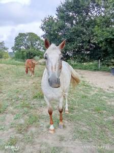 Mare Origin Recorded For sale 2018 Roan