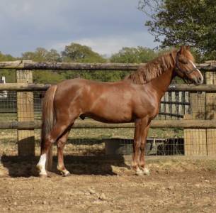 Entire French Saddle Pony Part-Livery 2021 Chesnut