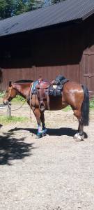 Cavallo  di 16 anni 