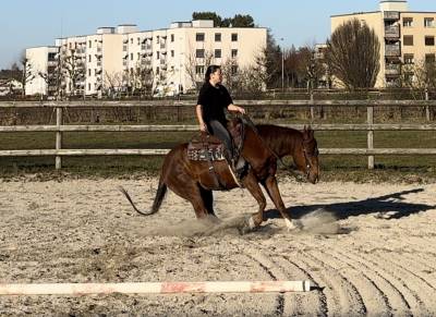 Magnifique quarter horse à vendre