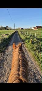 Demi-pension cheval professeur 
