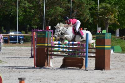 Gelding Connemara For loan 2012 Grey