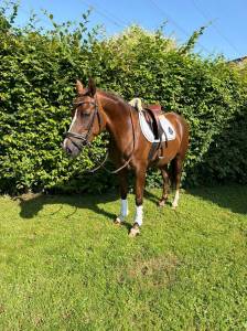 Allrounder pony 1m46 - esperanza 