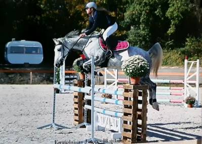 Mare Welsh Pony (Section C) For sale 2016 Grey