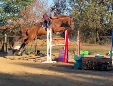 Cavalla sella francese in vendita 2019 sauro , captain semilly