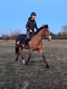 Mare French Saddle Pony Part-Livery 2008 Bay