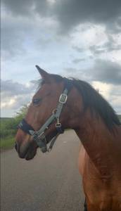 Merrie Ras onbekend Te koop 2019 Donker bruin / bai