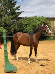 Pouliche 3 ans plein papiers zangersheide 