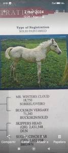 En venta: exclusivo paint horse pura raza–doma vaquera-