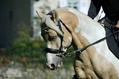 Stallion Other Pony Breed For sale 2020 Coloured