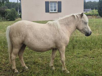 Ponette shetland pp de 2ans