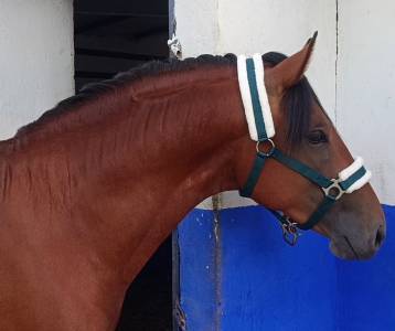 Lusitano 2,5 años p.sl