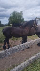 Frison 18 mois