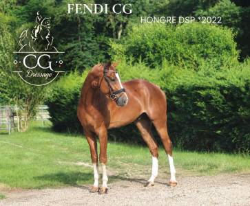 Talentueux jeune cheval de dressage