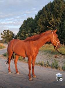 Magnifique hongre 5 ans