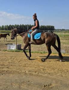Magnifique hongre 4 ans