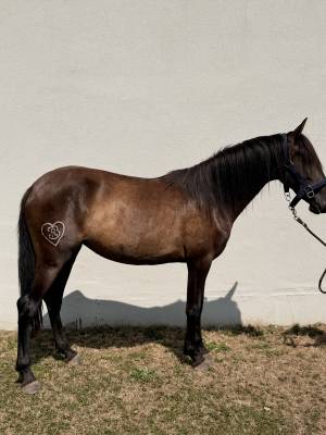 Pure race espagnole 