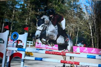 Merrie Franse rijpony PFS Te koop 2017 Schimmel