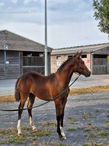 Gelding French Saddle Pony For sale 2021 Bay
