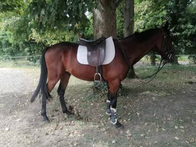 Trotteur français hongre , toise 1m64 , bai