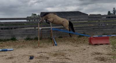 Gelding Welsh Part Bred For sale 2022 Buckskin