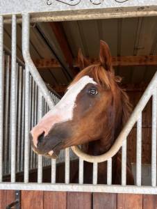 Gelding French Saddle Pony For sale 2022 Liver chestnut