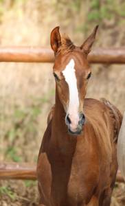 Colt KWPN Dutch Warmblood For sale 2026 Liver chestnut
