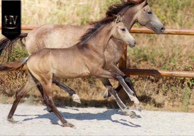 Exceptionnel M&acirc;le kwpn Isabelle par Quaterhit ✨️ 